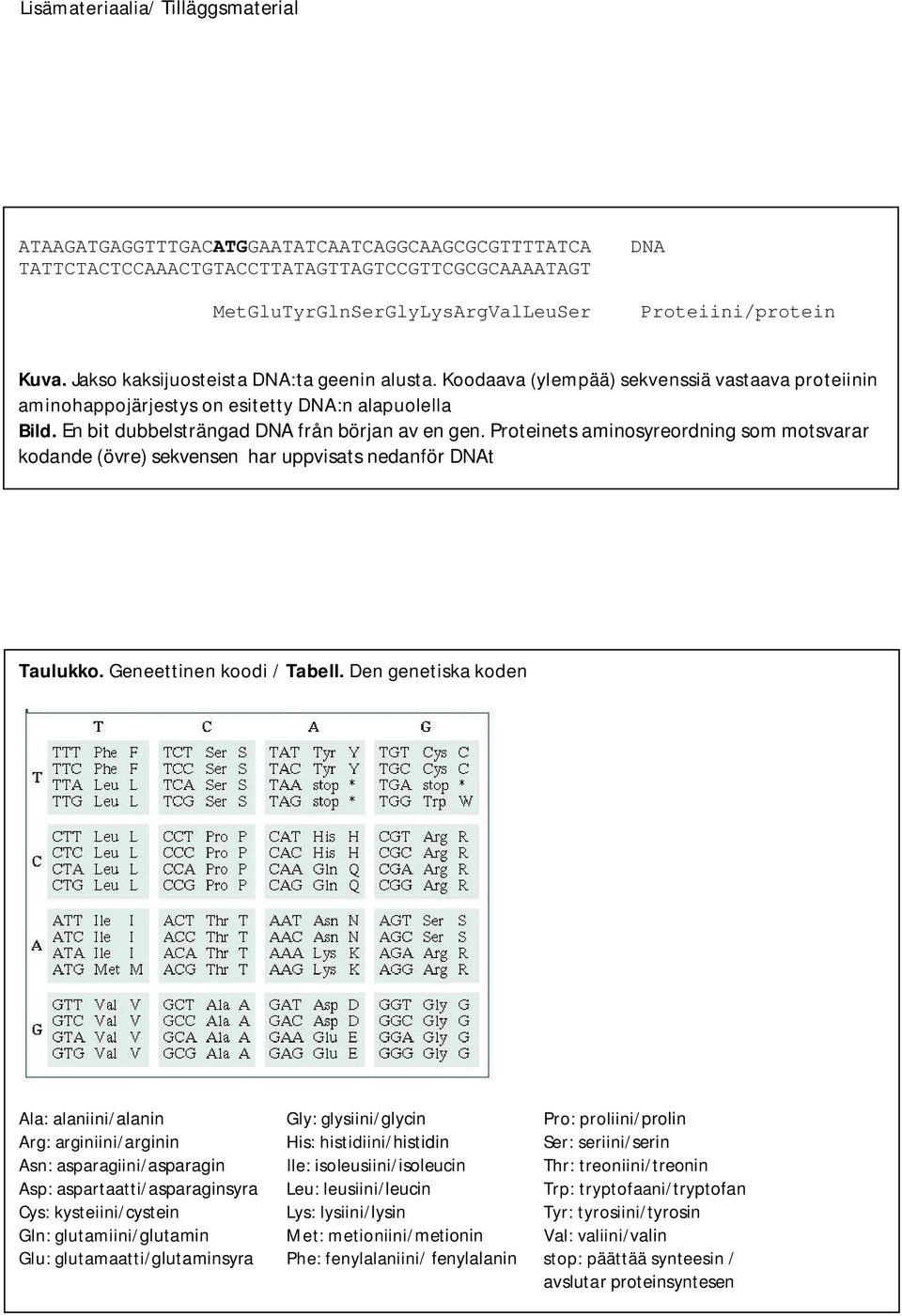 Proteinets aminosyreordning som motsvarar kodande (övre) sekvensen har uppvisats nedanför DNAt Taulukko. Geneettinen koodi / Tabell.