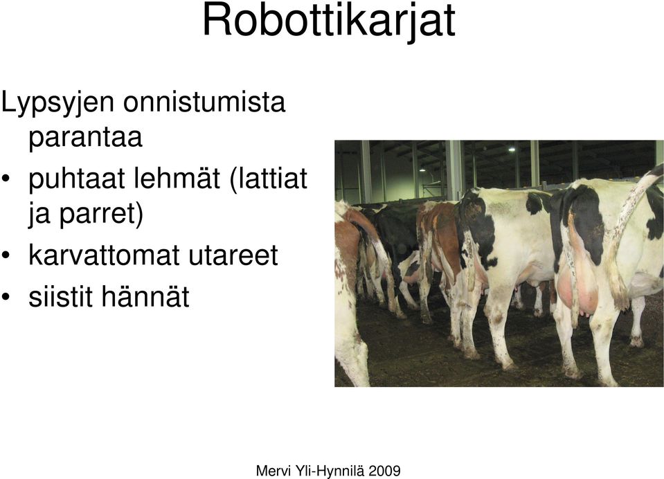 puhtaat lehmät (lattiat ja