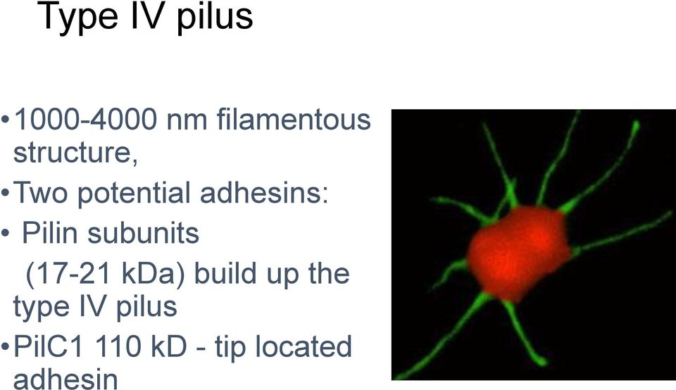 subunits (17-21 kda) build up the type