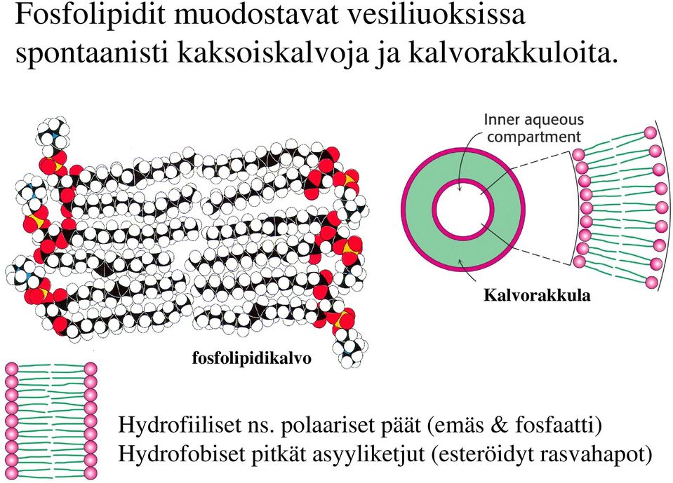 Kalvorakkula fosfolipidikalvo ydrofiiliset ns.