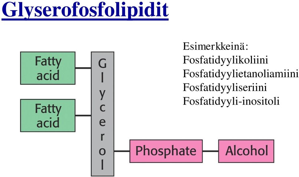 Fosfatidyylikoliini