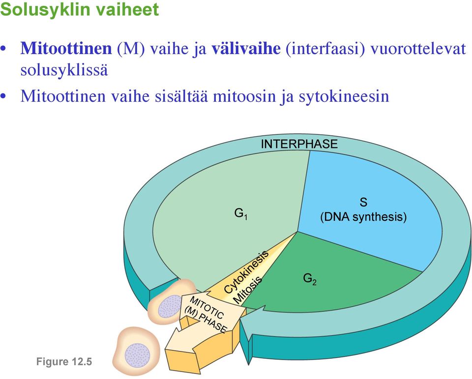 solusyklissä Mitoottinen vaihe sisältää mitoosin