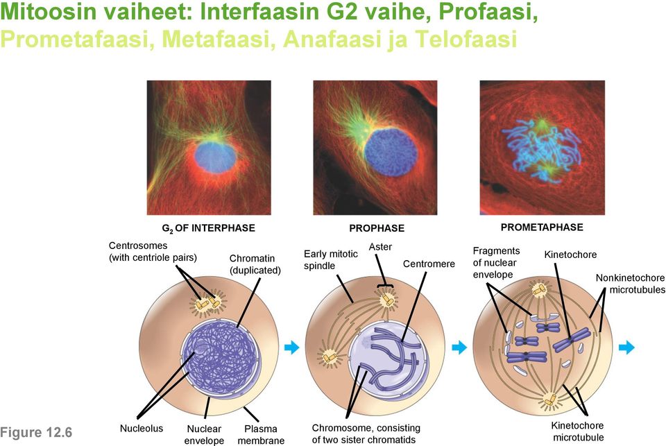 mitotic spindle Aster Centromere Fragments of nuclear envelope Kinetochore Nonkinetochore microtubules