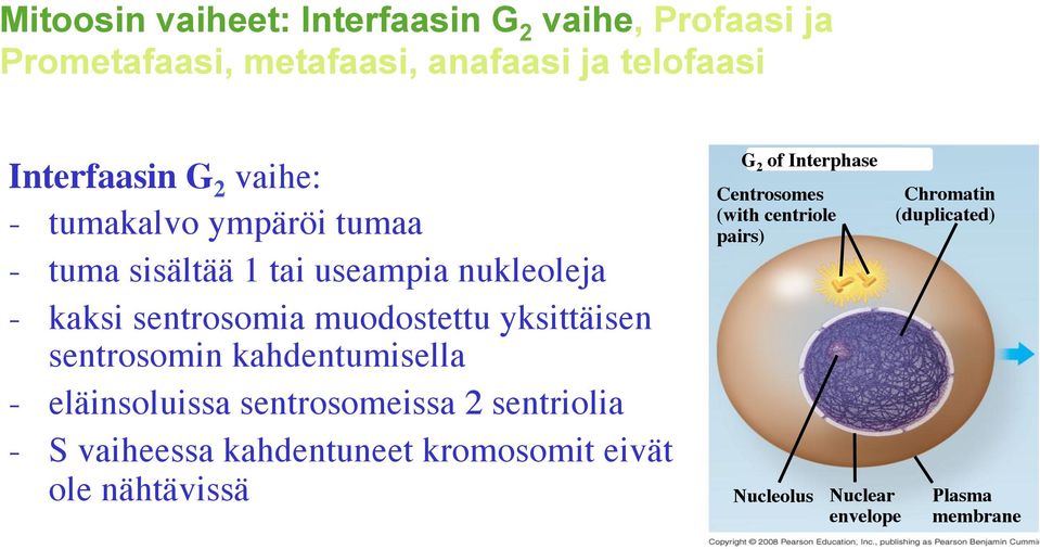 sentrosomin kahdentumisella - eläinsoluissa sentrosomeissa 2 sentriolia - S vaiheessa kahdentuneet kromosomit eivät ole