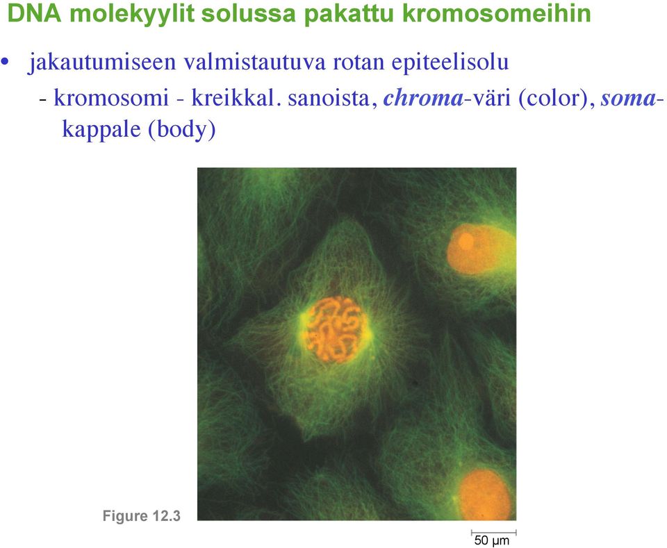 epiteelisolu - kromosomi - kreikkal.