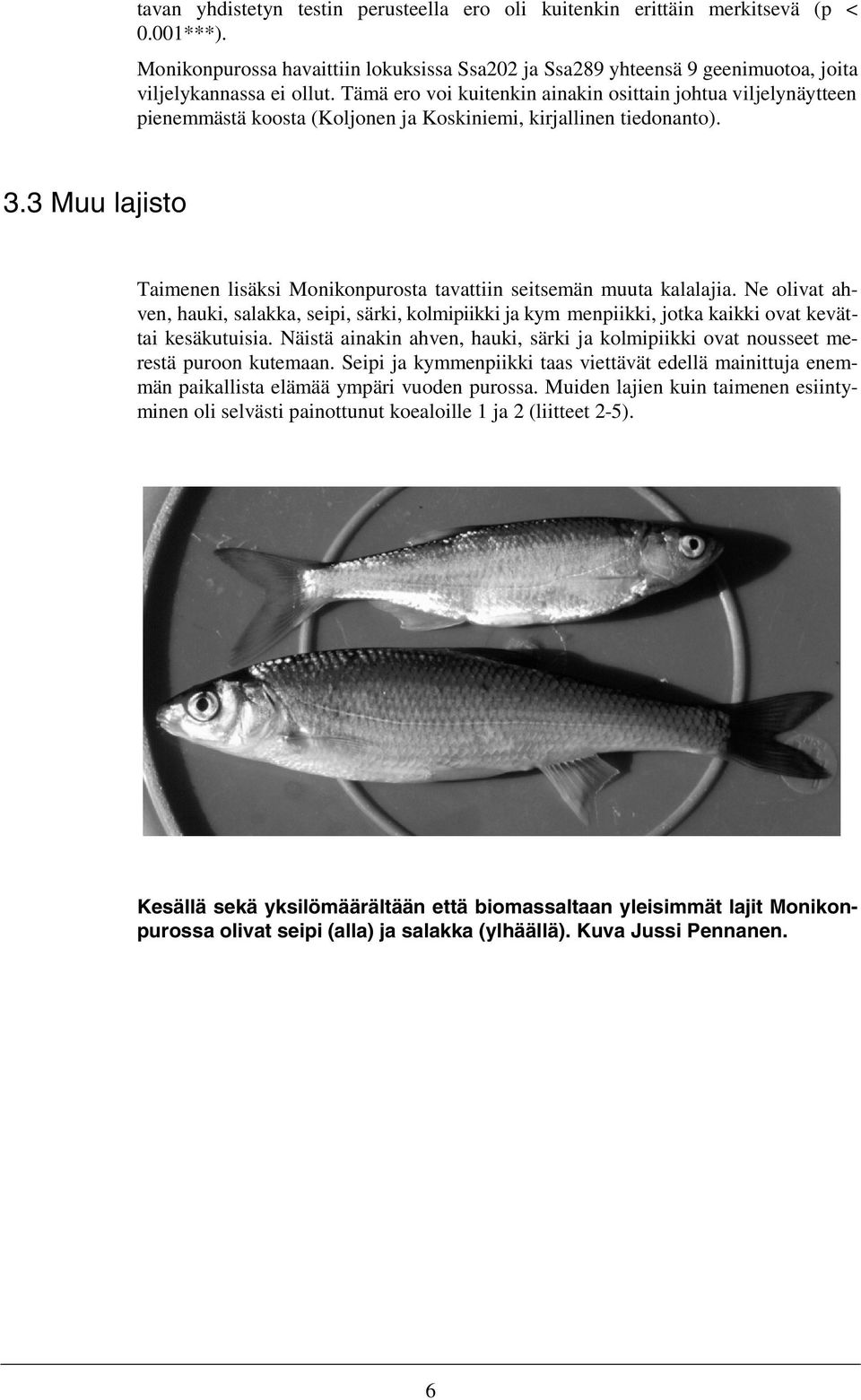 3 Muu lajisto Taimenen lisäksi Monikonpurosta tavattiin seitsemän muuta kalalajia. Ne olivat ahven, hauki, salakka, seipi, särki, kolmipiikki ja kym menpiikki, jotka kaikki ovat kevättai kesäkutuisia.