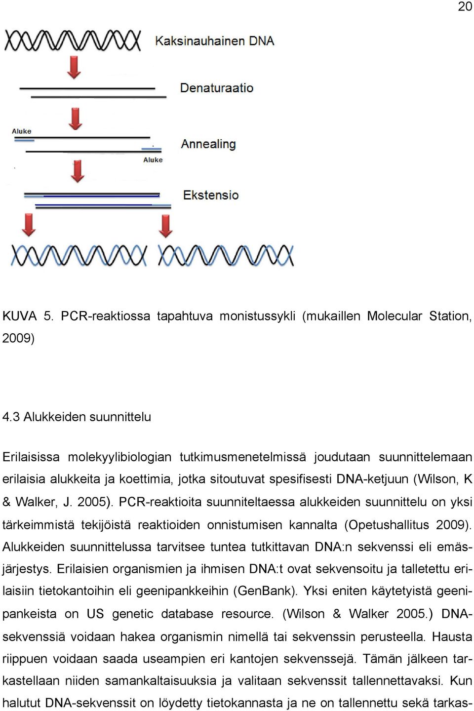 J. 2005). PCR-reaktioita suunniteltaessa alukkeiden suunnittelu on yksi tärkeimmistä tekijöistä reaktioiden onnistumisen kannalta (Opetushallitus 2009).