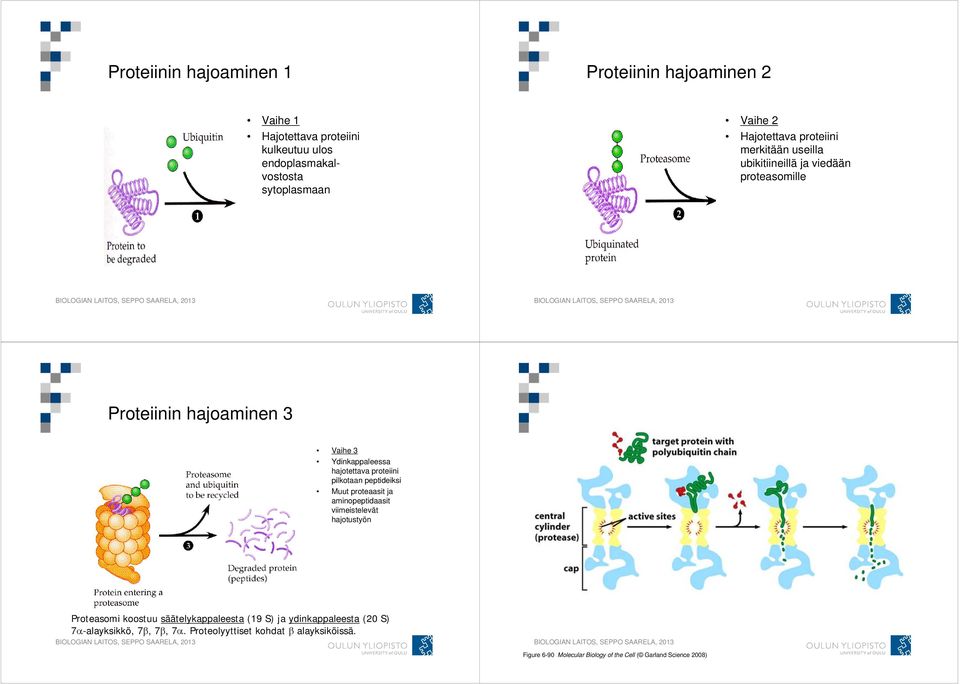 proteiini pilkotaan peptideiksi Muut proteaasit ja aminopeptidaasit viimeistelevät hajotustyön Proteasomi koostuu säätelykappaleesta (19 S) ja