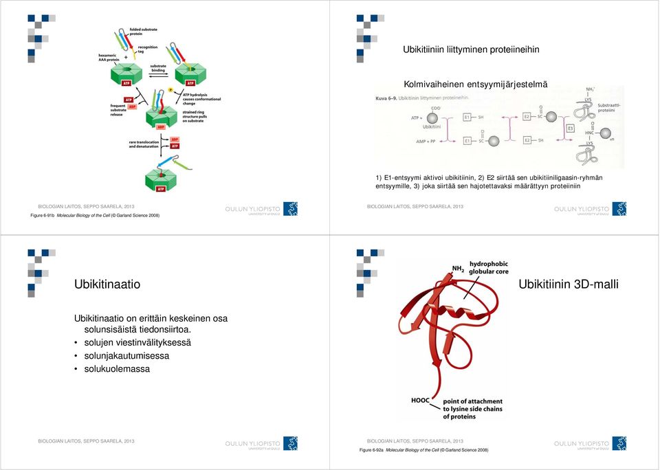 the Cell ( Garland Science 2008) Ubikitinaatio Ubikitiinin 3D-malli Ubikitinaatio on erittäin keskeinen osa solunsisäistä