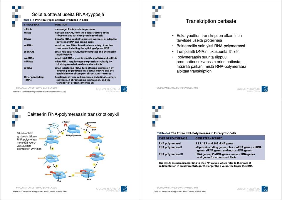 6-1 Molecular Biology of the Cell ( Garland Science 2008) Bakteerin RNA-polymeraasin transkriptiosykli 10 nukleotidin synteesin jälkeen RNA-polymeraasi menettää