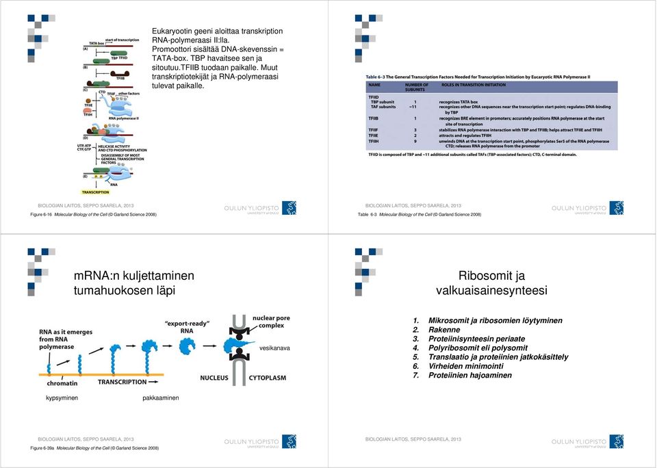 Figure 6-16 Molecular Biology of the Cell ( Garland Science 2008) Table 6-3 Molecular Biology of the Cell ( Garland Science 2008) mrna:n kuljettaminen tumahuokosen läpi Ribosomit ja