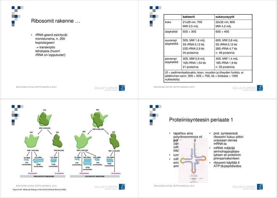 16S rrna 1,54 kb 21 proteiinia 60S, MW 2,8 milj. 5S rrna 0,12 kb 28S rrna 4,7 kb n. 49 proteiinia 40S, MW 1,4 milj. 18S rrna 1,9 kb n.