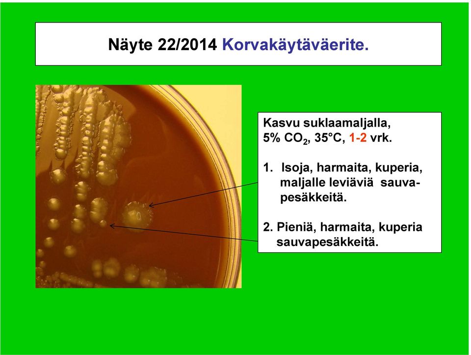 1. Isoja, harmaita, kuperia, maljalle leviäviä