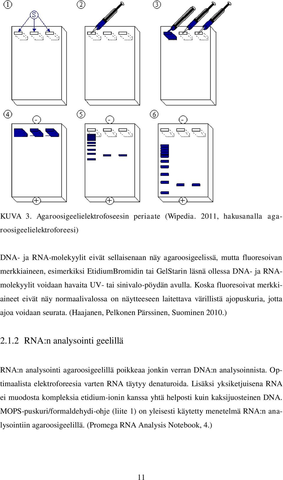 DNA- ja RNAmolekyylit voidaan havaita UV- tai sinivalo-pöydän avulla.
