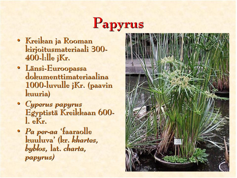 (paavin kuuria) Cyperus papyrus Egyptistä Kreikkaan 600- l. ekr.