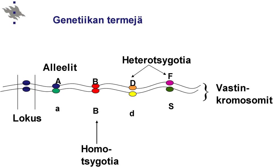 Heterotsygotia F D S d