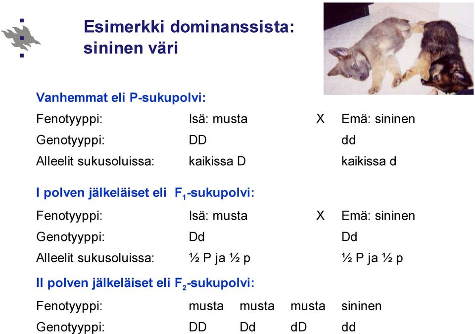-sukupolvi: Fenotyyppi: Isä: musta X Emä: sininen Genotyyppi: Dd Dd Alleelit sukusoluissa: ½ P ja ½ p