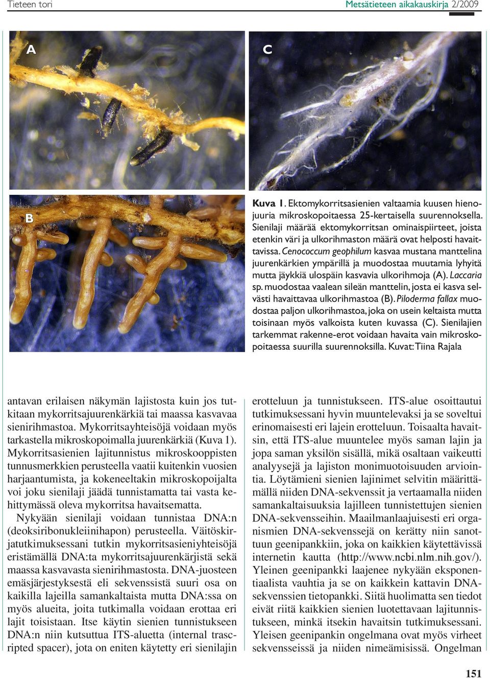 Cenococcum geophilum kasvaa mustana manttelina juurenkärkien ympärillä ja muodostaa muutamia lyhyitä mutta jäykkiä ulospäin kasvavia ulkorihmoja (A). Laccaria sp.