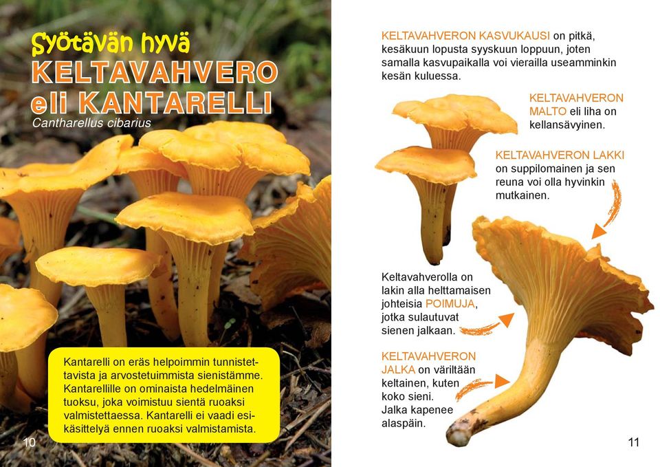 Kantarelli on eräs helpoimmin tunnistettavista ja arvostetuimmista sienistämme. Kantarellille on ominaista hedelmäinen tuoksu, joka voimistuu sientä ruoaksi valmistettaessa.