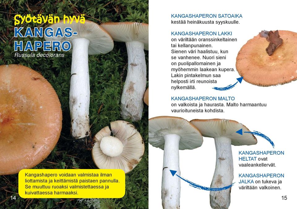 Nuori sieni on puolipallomainen ja myöhemmin laakean kupera. Lakin pintakelmun saa helposti irti reunoista nylkemällä. KANGASHAPERON MALTO on valkoista ja haurasta.
