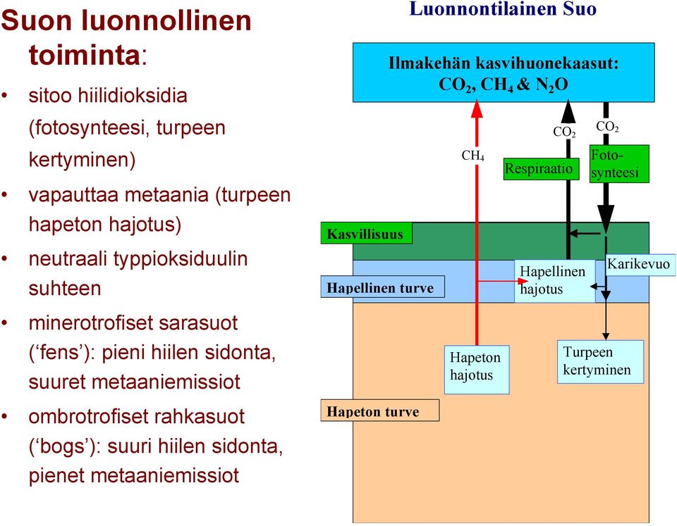 4 CO 2 Respiraatio Hapellinen hajotus CO 2 Fotosynteesi Karikevuo minerotrofiset sarasuot ( fens ): pieni hiilen sidonta, suuret