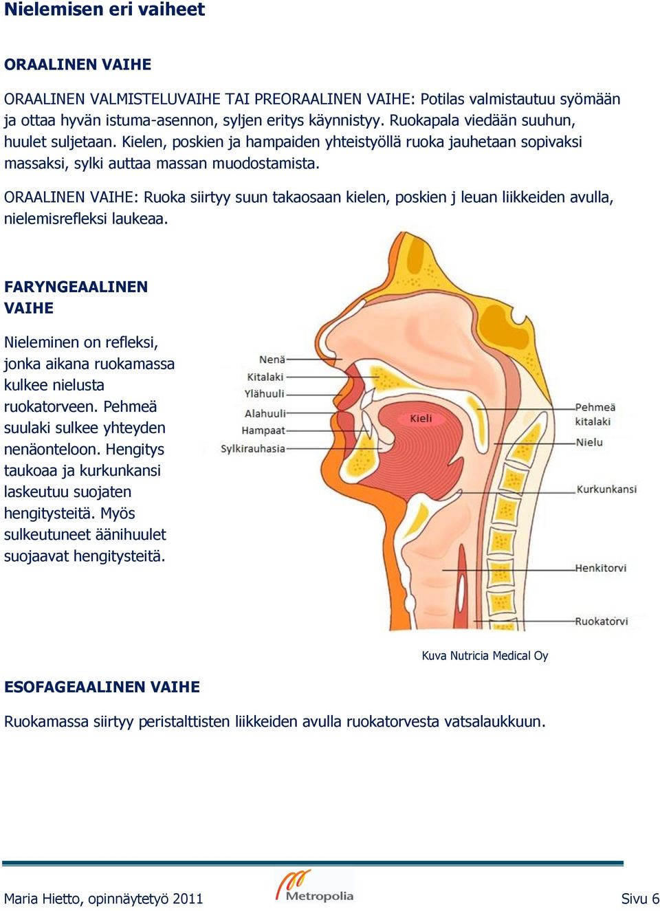 ORAALINEN VAIHE: Ruoka siirtyy suun takaosaan kielen, poskien j leuan liikkeiden avulla, nielemisrefleksi laukeaa.