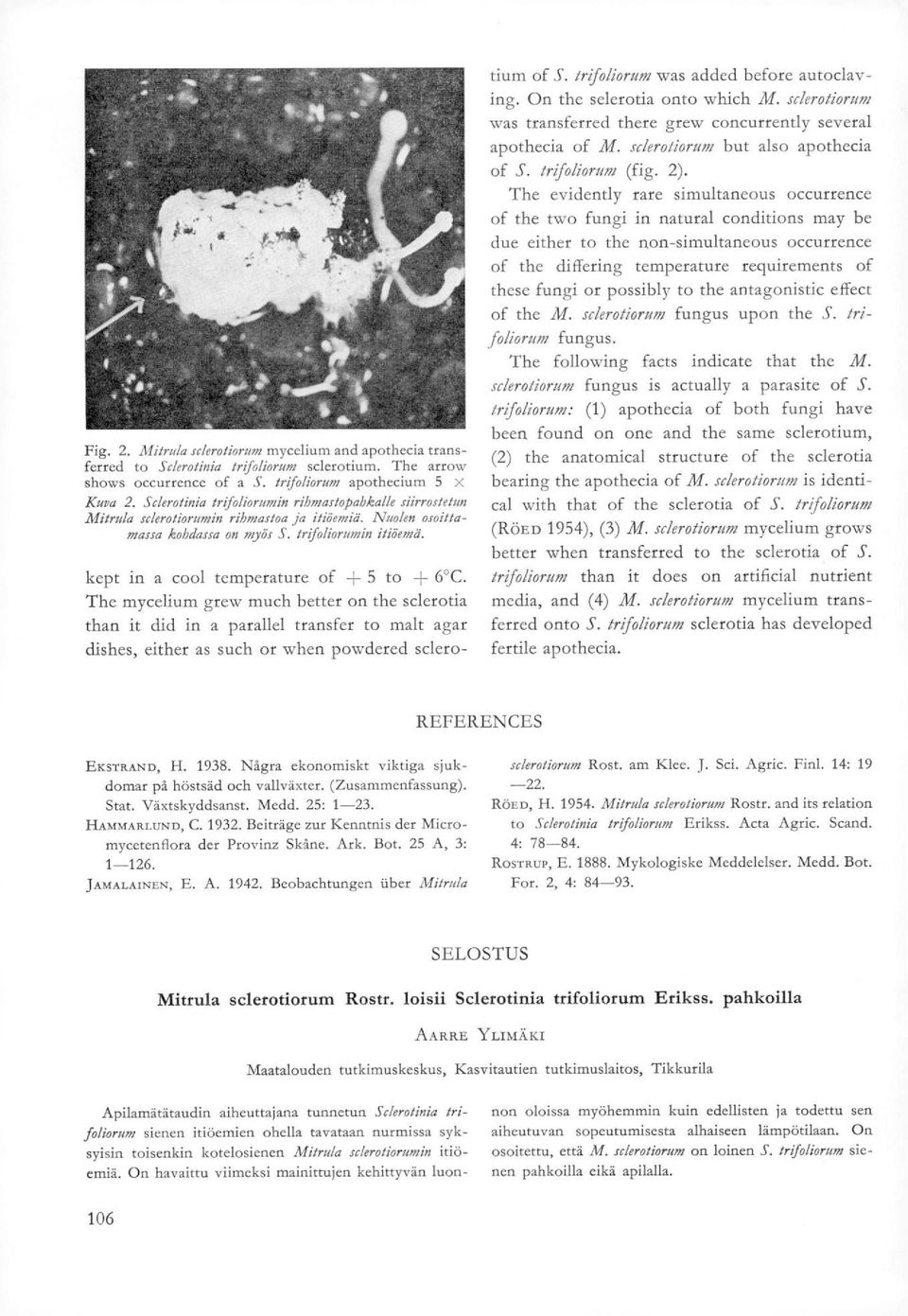 kept in a cool temperature of 5 to 6 C. The mycelium grew much better on the sclerotia than it did in a parallel transfer to malt agar dishes, either as such or when powdered sclero- tium of S.