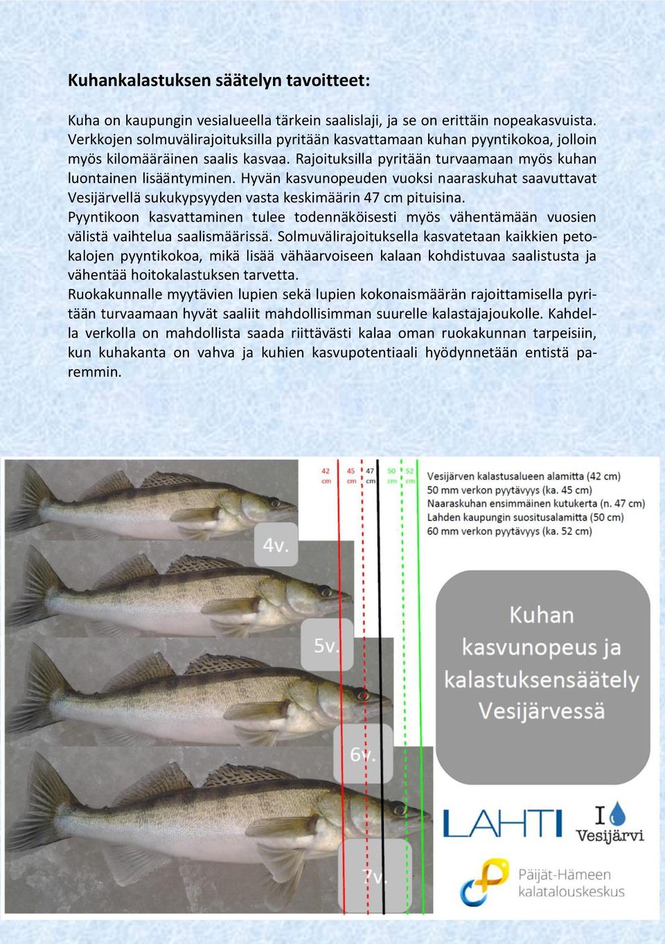 Hyvän kasvunopeuden vuoksi naaraskuhat saavuttavat Vesijärvellä sukukypsyyden vasta keskimäärin 47 cm pituisina.