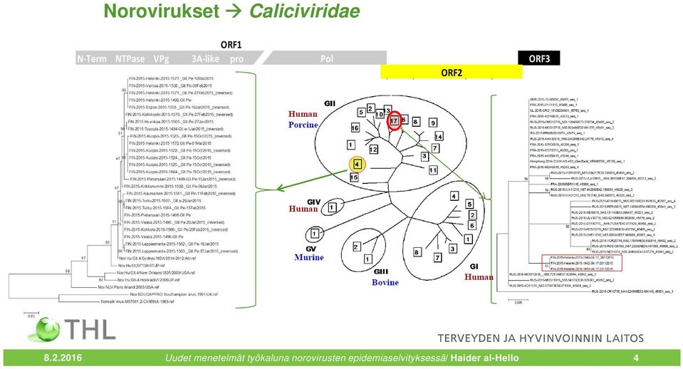 ORF3 8.2.