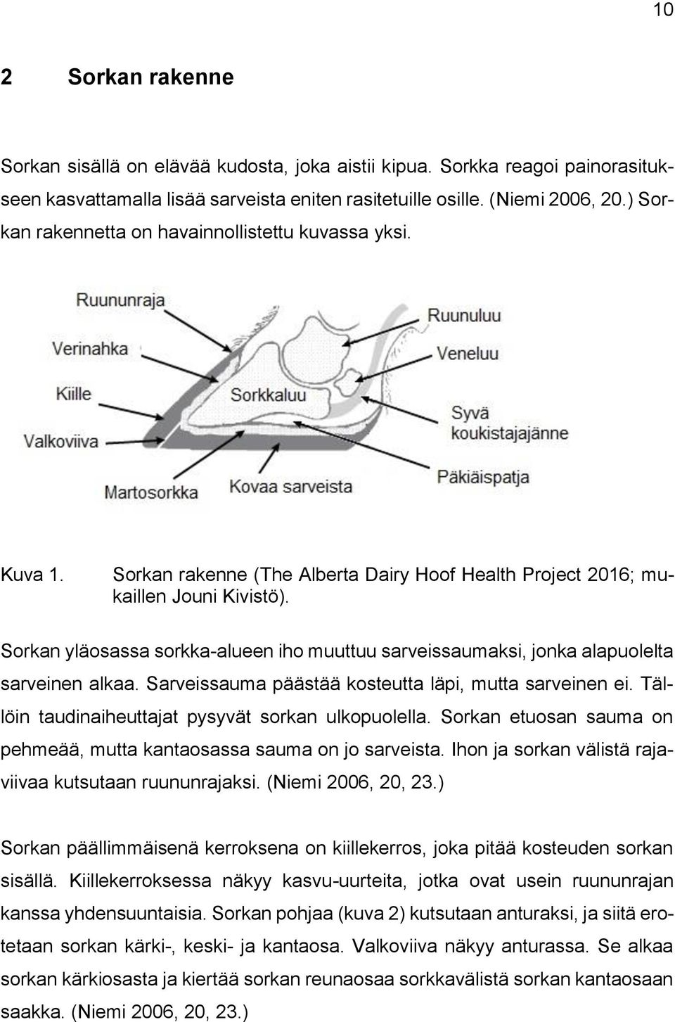 Sorkan yläosassa sorkka-alueen iho muuttuu sarveissaumaksi, jonka alapuolelta sarveinen alkaa. Sarveissauma päästää kosteutta läpi, mutta sarveinen ei.