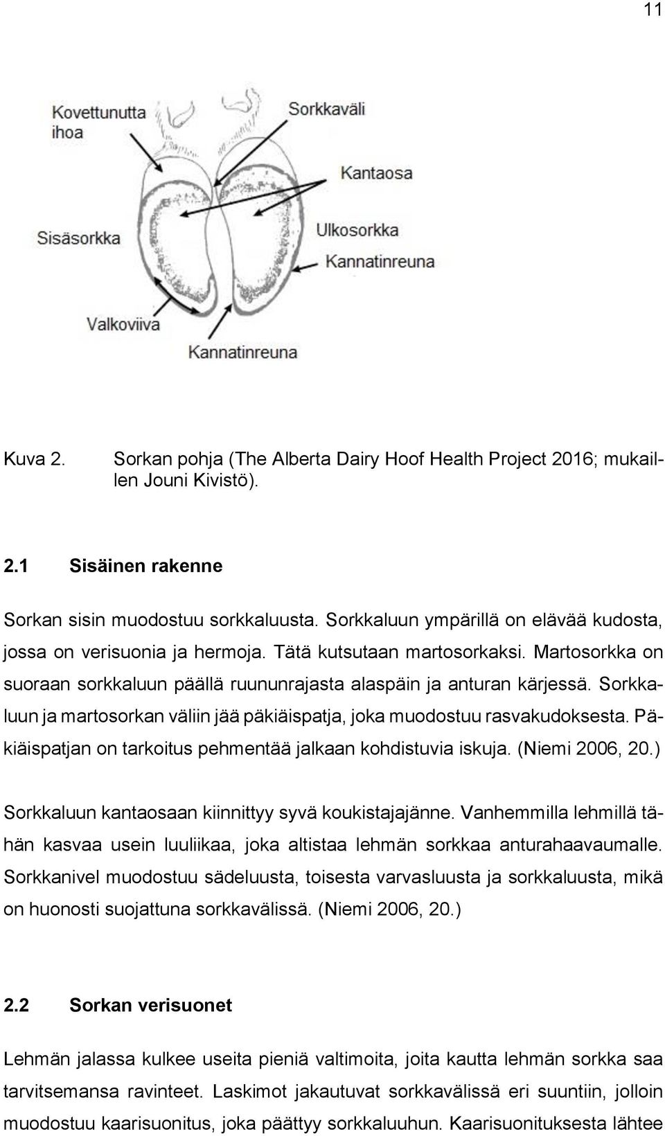 Sorkkaluun ja martosorkan väliin jää päkiäispatja, joka muodostuu rasvakudoksesta. Päkiäispatjan on tarkoitus pehmentää jalkaan kohdistuvia iskuja. (Niemi 2006, 20.