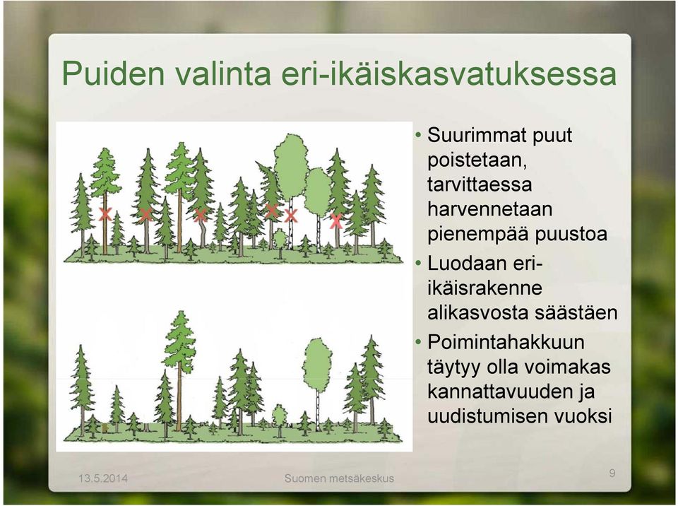 eriikäisrakenne alikasvosta säästäen Poimintahakkuun täytyy olla