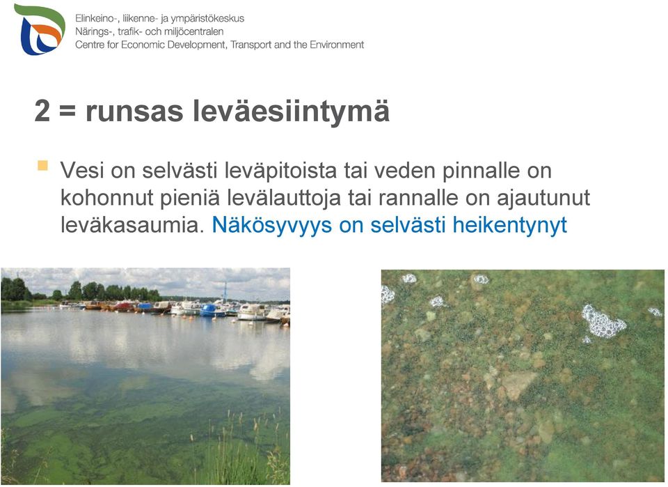 pieniä levälauttoja tai rannalle on