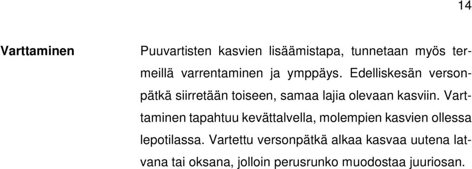 Edelliskesän versonpätkä siirretään toiseen, samaa lajia olevaan kasviin.