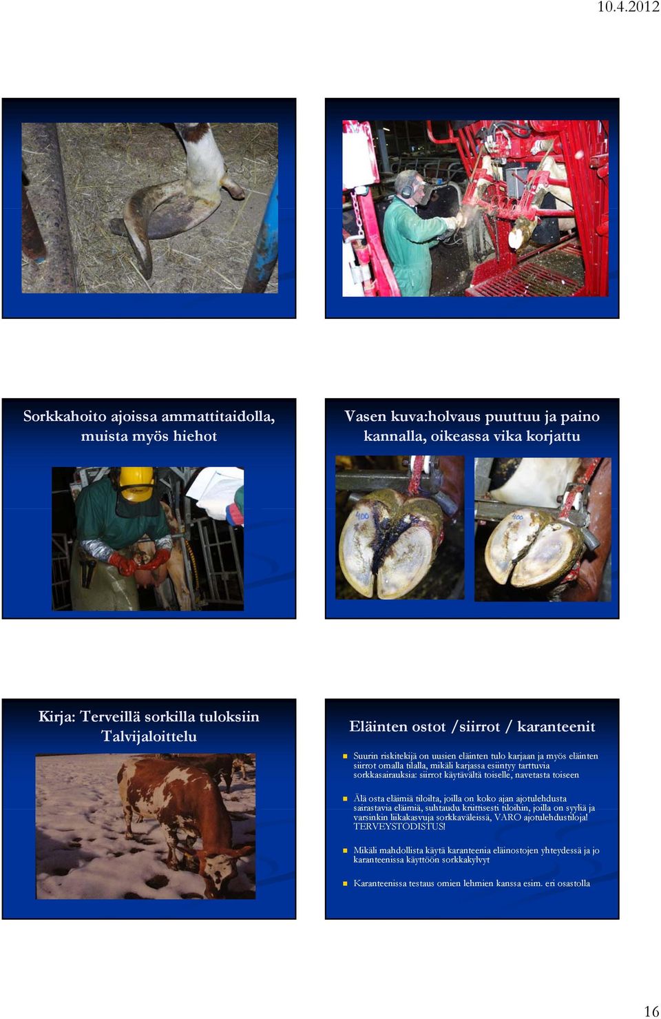 navetasta toiseen Älä osta eläimiä tiloilta, joilla on koko ajan ajotulehdusta sairastavia eläimiä, suhtaudu kriittisesti tiloihin, joilla on syyliä ja varsinkin liikakasvuja sorkkaväleissä, VARO