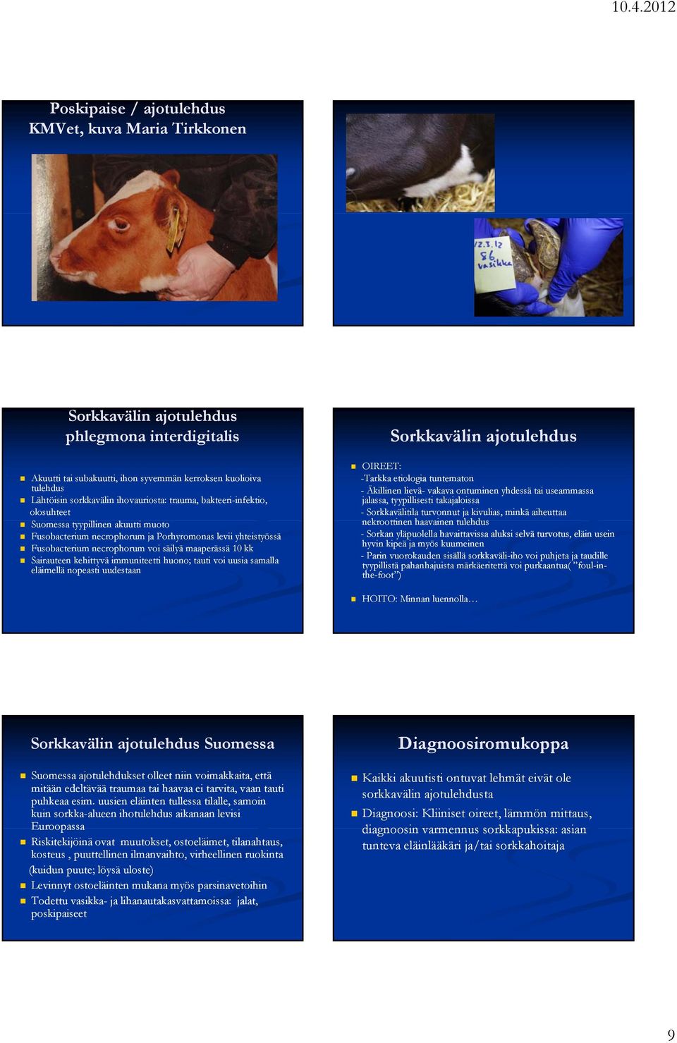 maaperässä 10 kk Sairauteen kehittyvä immuniteetti huono; tauti voi uusia samalla eläimellä nopeasti uudestaan Sorkkavälin ajotulehdus OIREET: -Tarkka etiologia tuntematon - Äkillinen lievä- vakava