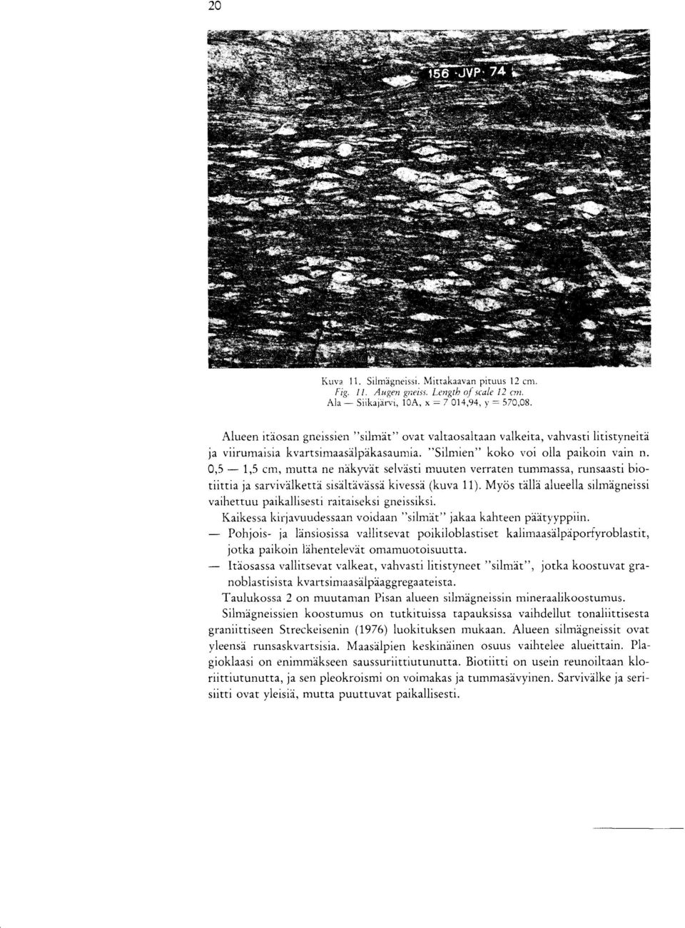 0,5-1,5 cm, mutta ne nakyvdt selvasti muuten verraten tummassa, runsaasti biotiittia ja sarvivalketta sisaltavassa kivessa (kuva 11).