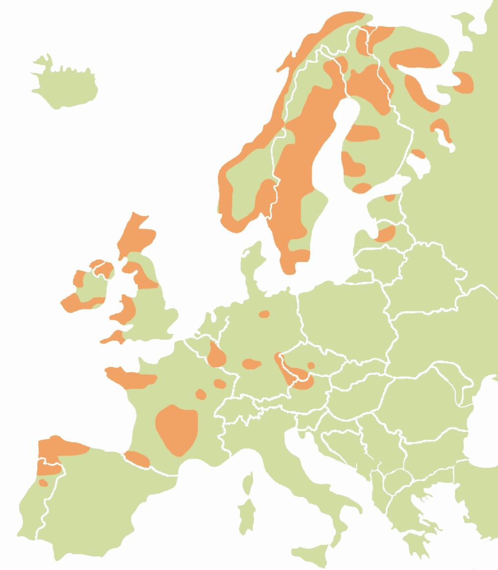 Raakun suojelu ei ole pelastanut lajia: yli 90 % Euroopan raakkupopulaatioista on kadonnut Jäljellä olevissa populaatioista valtaosassa