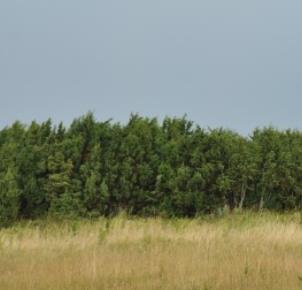 Natura-alan pysyvät nurmet Natura-alueella olevia herkkiä pysyviä nurmia Säilyvät jatkossakin peruslohkotasolla Natura-alaa sisältävän lohkon sai jakaa vain v.