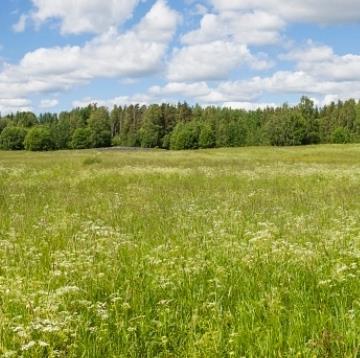 EFA-Kesanto Ekologiseksi alaksi ilmoitettava kesanto on säilytettävä 1.1. 15.8. välisen ajan.