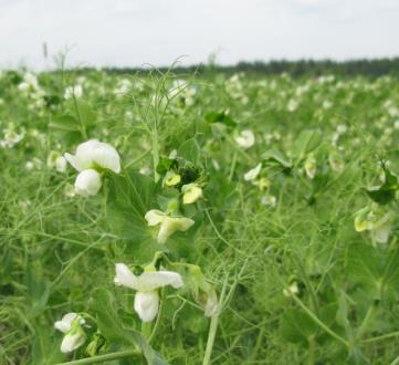 Typpeä sitovien kasvien alat Typpeä sitovien kasvien aloiksi hyväksytään: herneet, pavut, lupiinit (ei Alaskan- eikä komealupiini), virnat, soijapavut, mesikät, mailaset, apilat sekä näiden kasvien