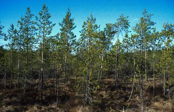 Esimerkki: Muhos Pelso Tuhkalannoitus vuonna 1997-9 käsittelyä, 4 toistoa - erilaisia pöly- ja