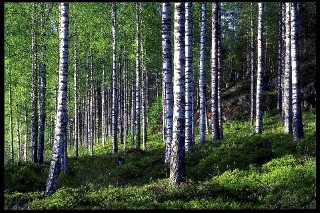 Hakkuukohteiden määritys Strategisen suunnittelun jalkautus Tavallisesti 45 vuotta (9*5 vuotta) Lasketaan pitkän aikavälin rajoitteiden pohjalta hakkuukuviot ensimmäiselle