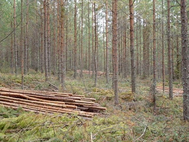 Metsän-, luonnon- ja ympäristönhoito Virkistysaluesäätiön omia metsiä koskeva vuonna 2005 metsäsuunnitelma tarkistettiin vuosille 2016-2025.