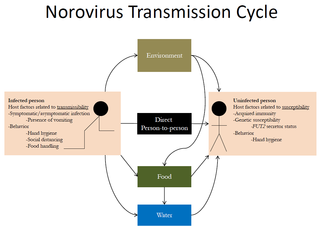 Noroviruksen