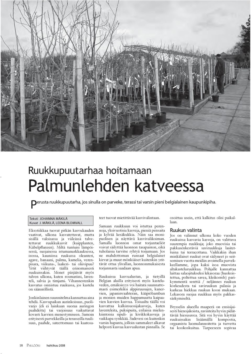 Miltä tuntuisi lämpöisessä, suojaisessa istumanurkkauksessa, isossa, kauniissa ruukussa oleanteri, agave, banaani, palmu, kamelia, verenpisara, viikuna-, laakeri- tai oliivipuu?
