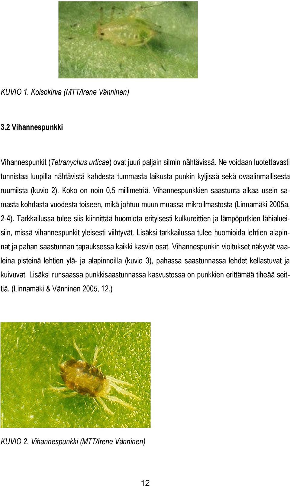 Vihannespunkkien saastunta alkaa usein samasta kohdasta vuodesta toiseen, mikä johtuu muun muassa mikroilmastosta (Linnamäki 2005a, 2-4).