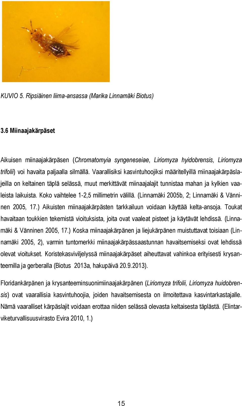 Vaarallisiksi kasvintuhoojiksi määritellyillä miinaajakärpäslajeilla on keltainen täplä selässä, muut merkittävät miinaajalajit tunnistaa mahan ja kylkien vaaleista laikuista.