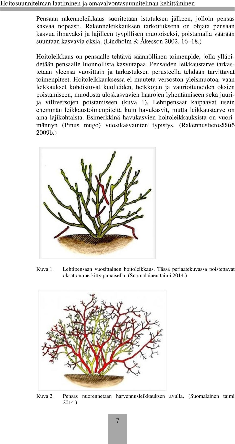 ) Hoitoleikkaus on pensaalle tehtävä säännöllinen toimenpide, jolla ylläpidetään pensaalle luonnollista kasvutapaa.