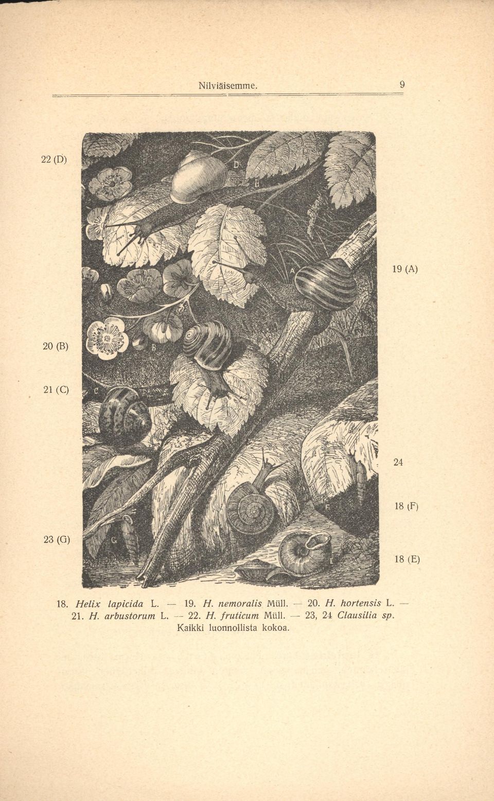 18. Helix lapioida L. 19. H. nemoralis Mtill. 20. H. hortensis 21.